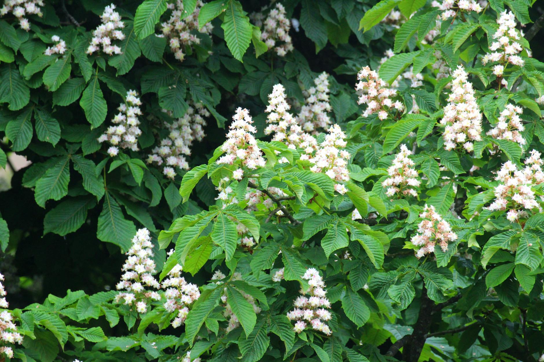 Majestatyczne, kwitnące na biało i różowo kasztanowce w Gorzowie Wielkopolskim, tworzące zielone aleje.